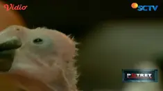 Burung bernama latin anodorhynchus hyacinthinus ini memiliki tubuh paling besar dibanding jenis macaw yang lain.