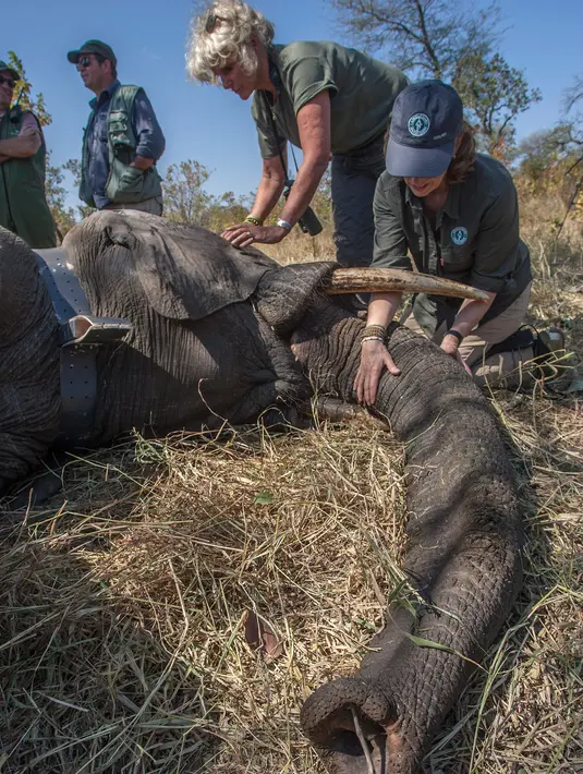 Petugas Taman Afrika membius gajah yang akan dipindahkan di Majete Game Reserve, Malawi selatan (14/7). Pemindahan gajah ini dilakukan untuk meningkatkan populasi hewan tersebut. (AFP Photo/Amos Gumulira)