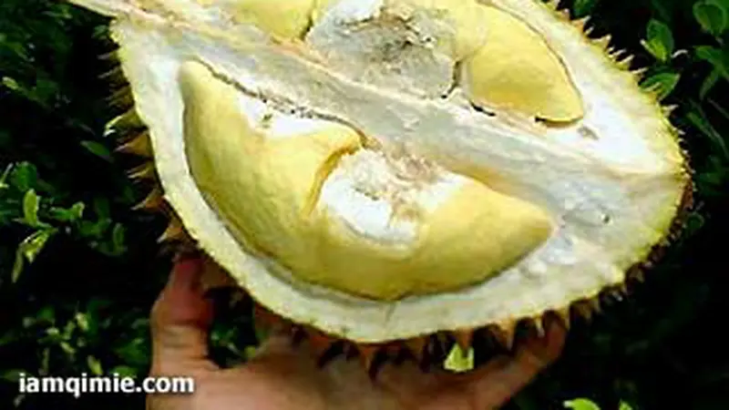 110525cdurian.jpg