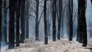 Pemerintah setempat masih melakukan penyelidikan untuk mengidentifikasi pihak yang bertanggung jawab atas munculnya titik api. Tampak dalam foto, pohon-pohon yang hangus terbakar berdiri setelah kebakaran hutan di Epuyen, Patagonia, Argentina, Minggu 11 Januari 2026. (AP Photo/Nicolas Palacios)