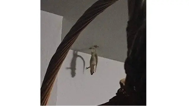 cicak