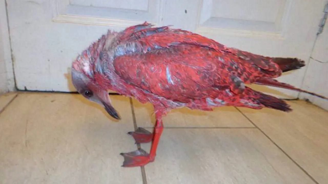 Red Bird 0814 1