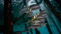 Gerombolan ikan sweetlips oriental di perairan Kabupaten Raja Ampat, Papua Barat, Indonesia bagian Timur, 5 November 2023. (Lillian SUWANRUMPHA/AFP)