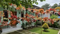 10 Jenis Tanaman Hias Berbunga Kecil untuk Teras Rumah yang Cantik dan Mudah Dirawat