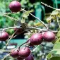 Buah kelenkeng merah (Foto: Dok Instagram DKPP Surabaya)