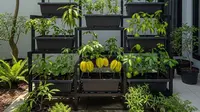 9 Ide Kebun Buah Rumahan di Lahan 2x3 Meter Tetap Produktif dan Estetik