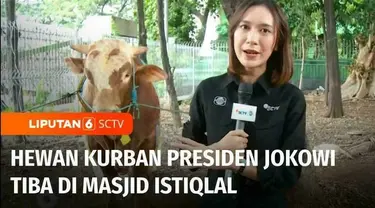 Panitia kurban Masjid Istiqlal menerima hewan kurban berupa sapi jumbo dari Presiden Joko Widodo. Secara keseluruhan Presiden menyalurkan 68 ekor sapi untuk hewan kurban, termasuk di Ibu Kota Nusantara.