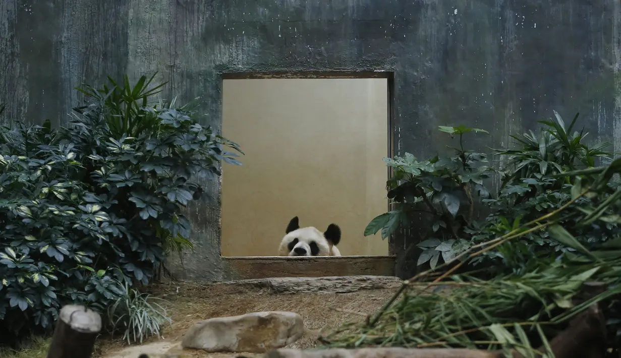 Panda raksasa China An An merayakan ulang tahunnya yang ke-29 di Ocean Park di Hong Kong pada 28 Juli 2015. An An mengembuskan napas terakhir di usia 35 tahun atau setara dengan 105 tahun usia manusia. (AP Photo/Kin Cheung)