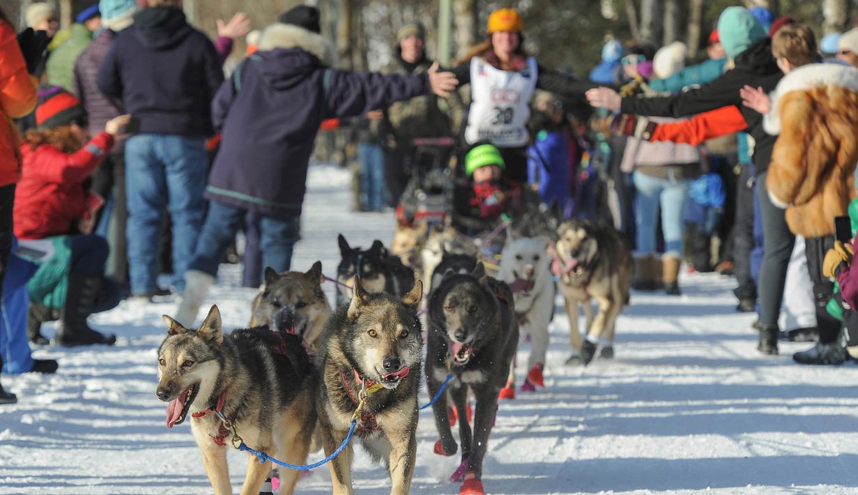 Rookie Victoria Hardwick dan gerombolan anjingnya mengikuti perlombaan kereta luncur anjing Trail Iditarod di Anchorage, 2 Maret 2019. Iditarod sudah menjadi tradisi di Alaska, sejak daerah ini belum menjadi negara bagian Amerika. (AP/Michael Dinneen)