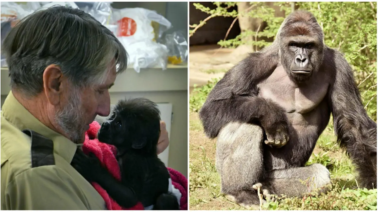 Harambe