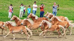 Penonton mengambil gambar saat iring-iringan kuda melintas untuk menuju peternakan pejantan Haflinger di Meura, Jerman (29/4). (AP Photo / Jens Meyer)