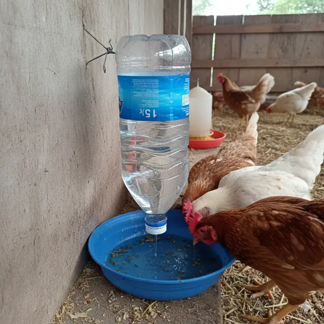 Desain Tempat Minum Ayam