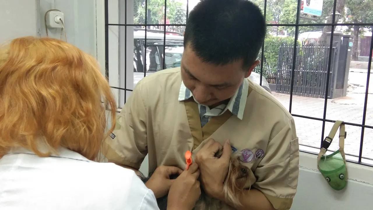 Dokter hewan Dian Novita Wijayanti sedang menyuntikkan microchip ke seekor anjing di Jakarta pada MInggu (30/9/2019) (Liputan6.com/Giovani Dio Prasasti)