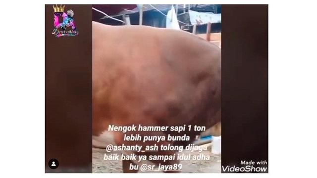 4 Selebriti Ini Kurban Lebih dari Satu Sapi, Berat Capai 1 Ton