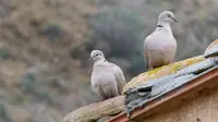 7 Mitos Memelihara Burung Puter yang Masih Jarang Diketahui
