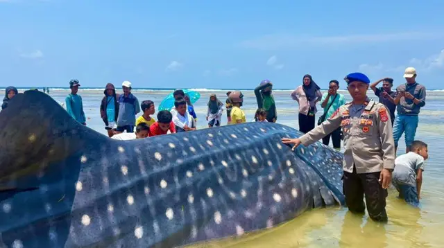 Penampakan Hiu Paus Panjang 9 Meter Mati Terdampar di Wakatobi