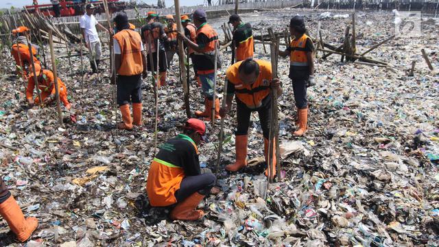 Menanam Bibit Mangrove di Tumpukan Sampah