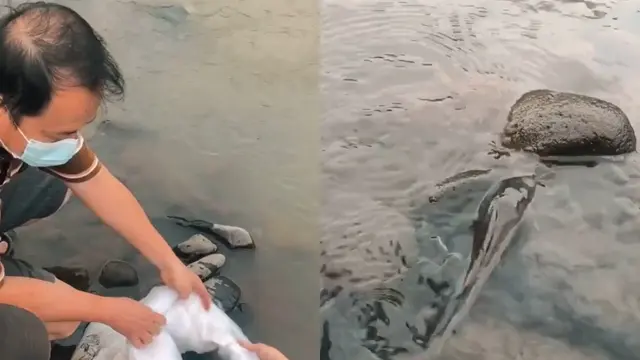 Sebuah keluarga lepas ikan lele di sungai habitat aslinya.