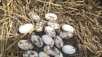 Waspada, Ada Buaya Bertelur di Kebun Sawit Kabupaten Agam