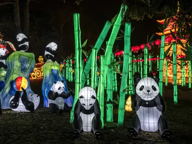 Lentera panda raksasa dipamerkan dalam Festival Lentera Gaillac di Taman Foucaud, Gaillac, Prancis, Rabu (12/12). Festival Lentera Gaillac berlangsung pada 1 Desember 2018 hingga 6 Februari 2019. (ERIC CABANIS/AFP)