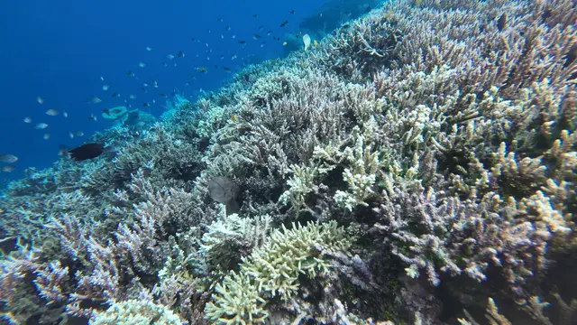 Potret terumbu karang di Taman Nasional Bunaken
