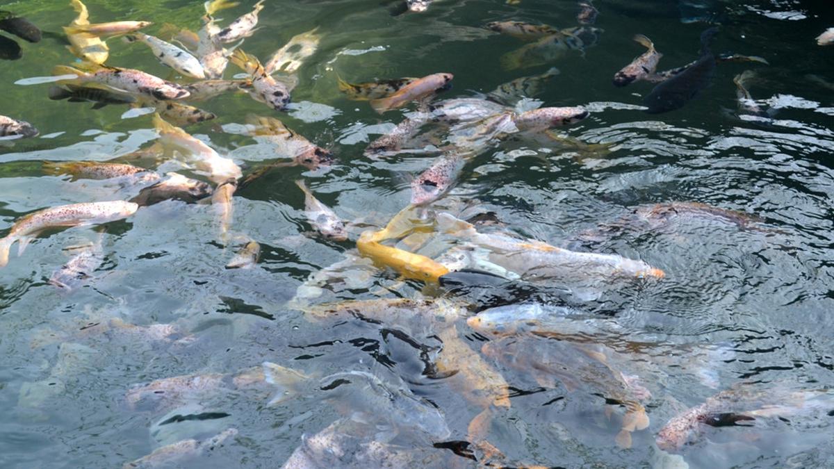 Mengintip Keindahan Kolam Alami: Arti Mimpi Memelihara Ikan Nila