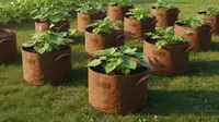 6 Model Kebun Pot untuk Ubi Jalar dan Kentang Skala Rumahan