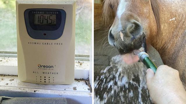 7 Potret Bukti Gelombang Panas di Kanada, Telur Bisa Sampai Matang