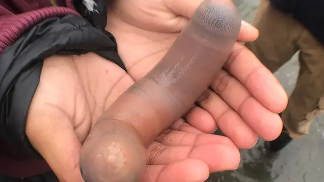 Ribuan cacing dengan sebutan ikan penis terdampar di sepanjang Pantai Drake, California Utara. (Kate Montana/iNaturalist Creative Commons)