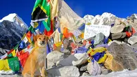 Rupee si`Slumdog`, Anjing Pertama yang Taklukkan Puncak Everest