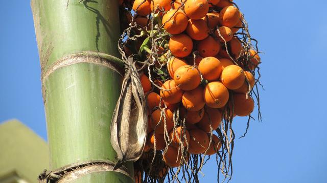 Ilustrasi pohon pinang