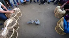Sejumlah orang menonton dua ekor burung partridge (chukar) saat diadu dalam pertarungan tradisional di Erbil, Irak (13/5). Pertarungan burung pemakan biji-bijian ini merupakan tradisi warga Erbil. (AFP PHOTO/Safin Hamed)