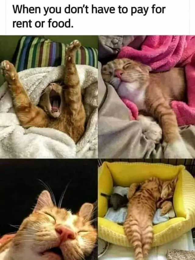 8 Tingkah Absurd Kucing saat Rebahan Ini Bikin Geleng Kepala
