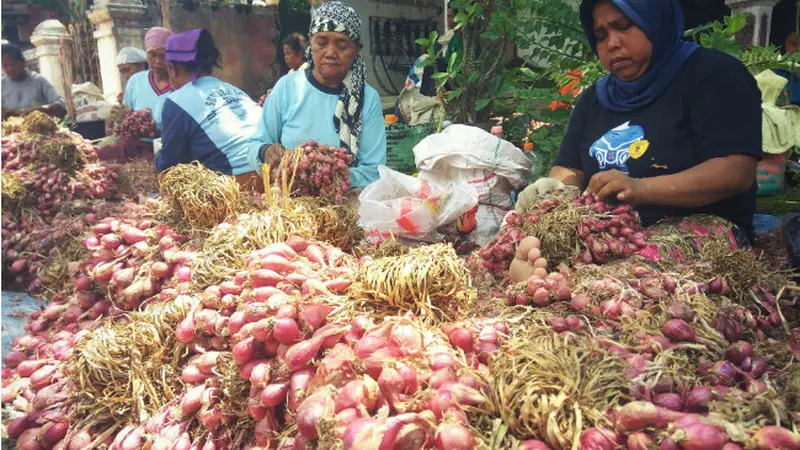 Bawang Merah di Brebes