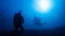 Namun dibalik segala keindahan alamnya, keberlangsungan ekosistem di Raja Ampat juga menghadapi sejumlah tekanan, di antaranya perluasan penambangan nikel dan lonjakan pariwisata internasional. Tampak dalam foto, seorang penyelam scuba mengamati pari manta samudra di lokasi penyelaman Manta Ridge di Raja Ampat, Papua Barat Daya, Sabtu, 7 Maret 2026. (AP Photo/Claudia Rosel)
