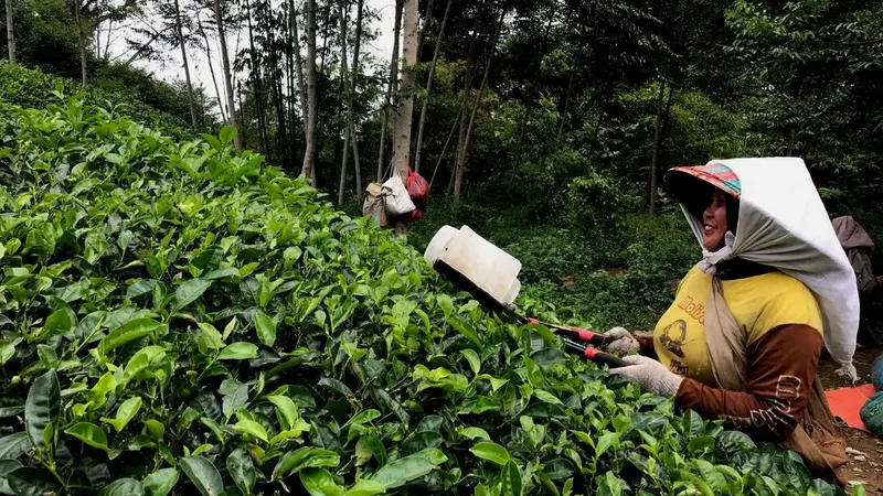 Senyum Ceria Pemetik Teh Kabawetan di Pagi Hari