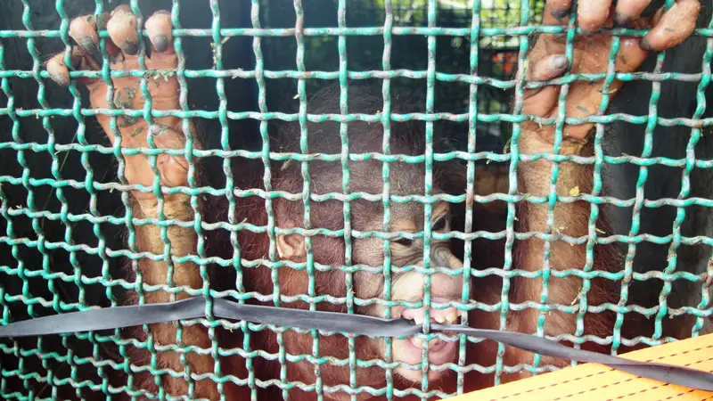 20160217-orangutan-balikpapan-parang