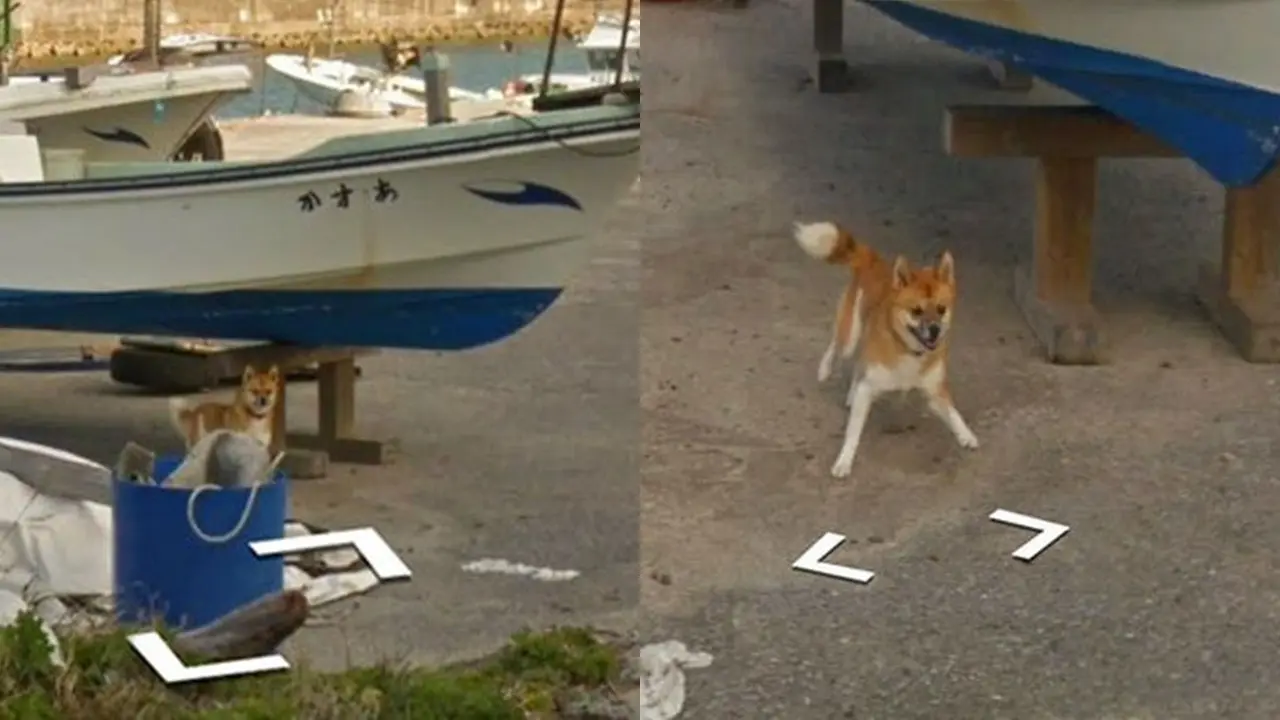 Anjing Mengejar Mobil Google Street View