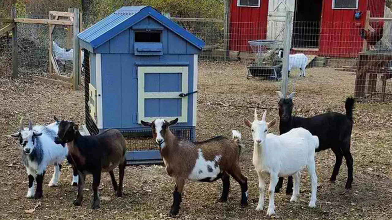 Relakan Karir Cemerlangnya, Wanita Pilih Urus Kambing Difabel