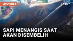 Akan Disembelih, Sapi Kurban di Masjid Al Hadhonah Balige Toba Teteskan Air Mata