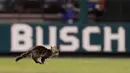 Seekor anak kucing berlari melintasi lapangan di Stadion Busch saat pertandingan semifinal keenam di antara St. Louis Cardinals dan Kansas City Royals di St. Louis (9/8). (AP Photo / Jeff Roberson)