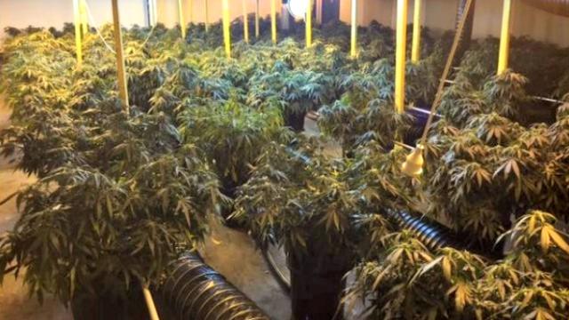Polisi Gerebek Pertanian Hidroponik Ganja Global Liputan6 Com