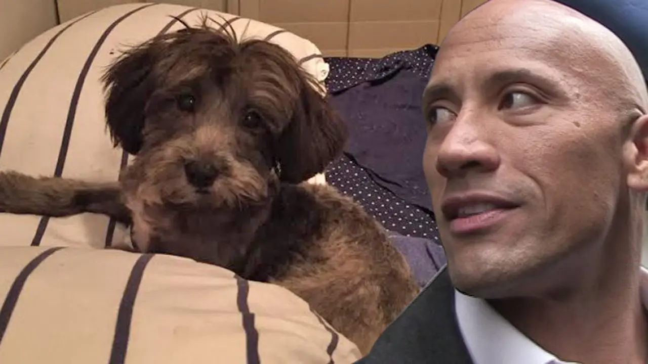 [Bintang] Dwayne Johnson dan Dwayne "The Rock" Johnson