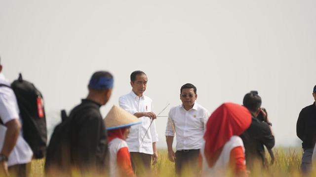 Presiden Joko Widodo (Jokowi) bersama  Plt. Menteri Pertanian, Arief Prasetyo meninjau panen raya padi di Desa Ciasem Girang, Kecamatan Ciasem, Kabupaten Subang, Minggu (8/10/2023). (Dok Bapanas)