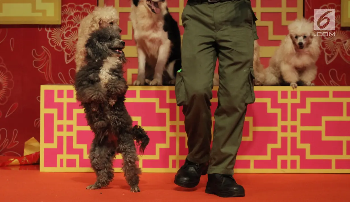 Seekor anjing menari saat tampil dalam pembukaan event Imlek "Lucky New Year, Lucky You" di salah satu pusat perbelanjaan di Jakarta, Jumat (2/2). Selain Dog Show, pertunjukkan seperti Barongsai dan Wayang Potehi juga digelar. (Liputan6.com/Arya Manggala)