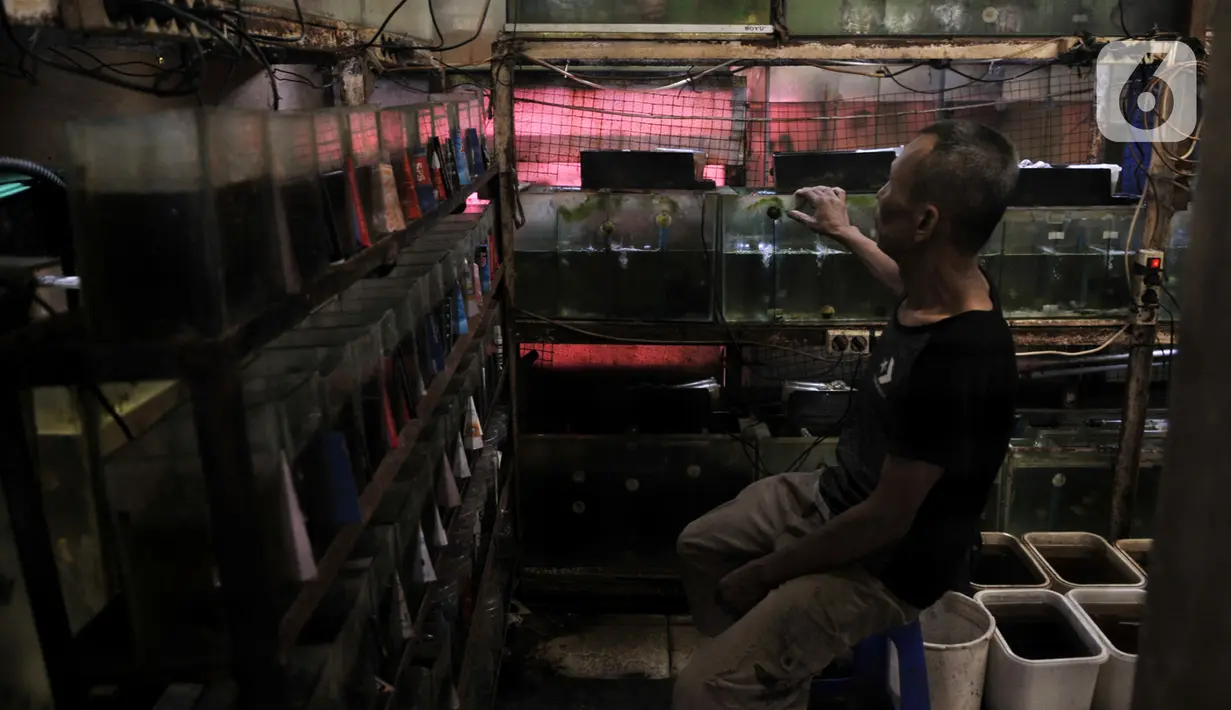 Pedagang menunggu pembeli di salah satu kios Pusat Ikan Hias Johar Baru, Jakarta, Selasa (4/2/2020). Minimnya promosi menyebabkan pasar ikan hias yang dikelola Dinas Koperasi dan UMKM Provinsi DKI itu sepi pengunjung dan banyak pedagang merugi hingga akhirnya menutup kios (merdeka.com/Iqbal Nugroho)