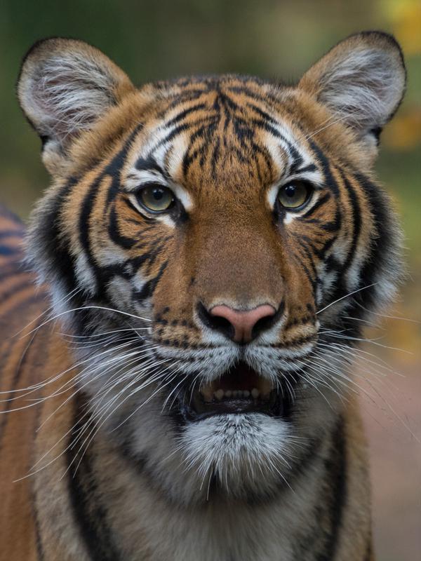 HARIMAU POSITIF COVID-19: Harimau Malaya bernama Nadia terlihat di Kebun Binatang Bronx, New York City, Amerika Serikat, Minggu (5/4/2020). Belum diketahui bagaimana virus corona COVID-19 dapat menginfeksi harimau berusia 4 tahun tersebut. (JULIE LARSEN MAHER/Wildlife Conservation Society/AFP)