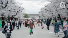 Para pengunjung menikmati sakura mekar di Taman Ueno, Tokyo, Sabtu (25/3/2023). Memasuki musim semi di Jepang, warga hingga turis mancanegara berbondong-bondong menikmati keindahan dari bunga sakura yang mekar. (Liputan6.com/Faizal Fanani)