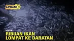 Fenomena jutaan ekor ikan loncat ke daratan membuat heboh warga di pesisir pantai Panjang, Bandar Lampung hingga Pantai Tarahan, Lampung Selatan pada Jumat (7/10/2022) malam.