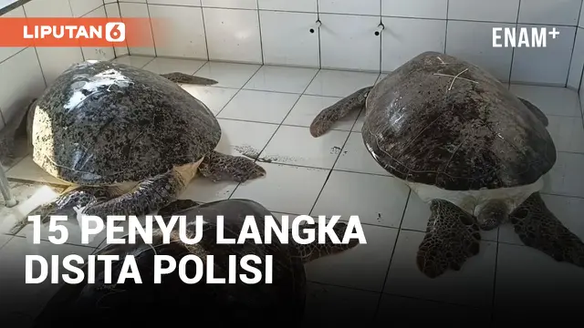 Polres Jembrana Bali Sita dan Serahkan Belasan Penyu Langka ke Tempat Konservasi